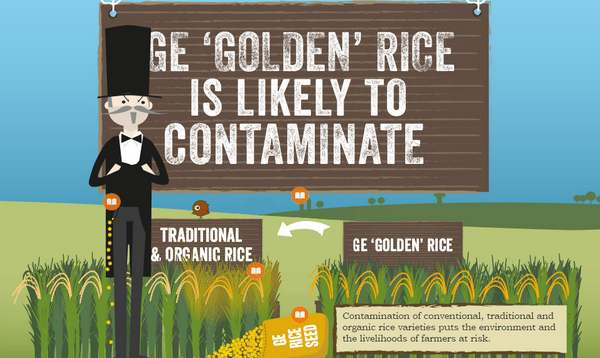 greenpeace golden rice 4