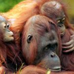 oranghi estinzione olio di palma