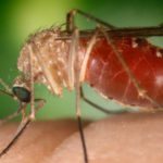virus zika contagio