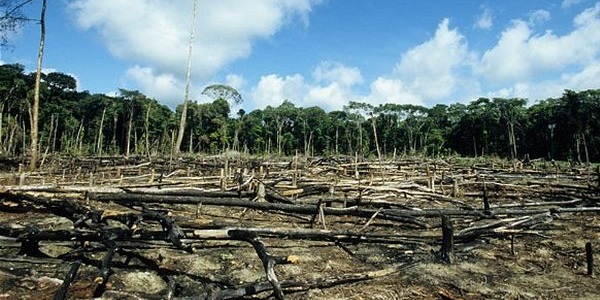 deforestazione_indonesia_00.jpg