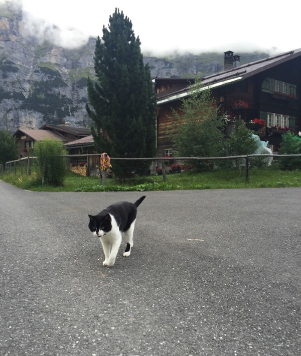 gatto svizzera3