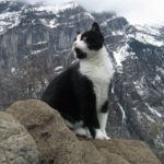 gatto svizzera