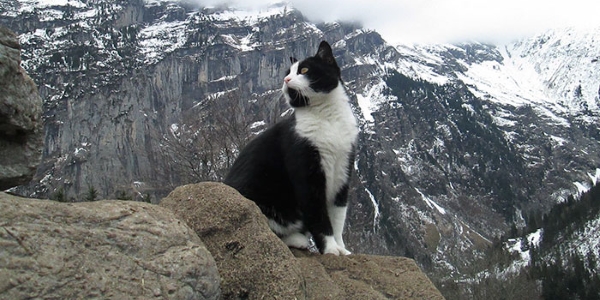 gatto svizzera