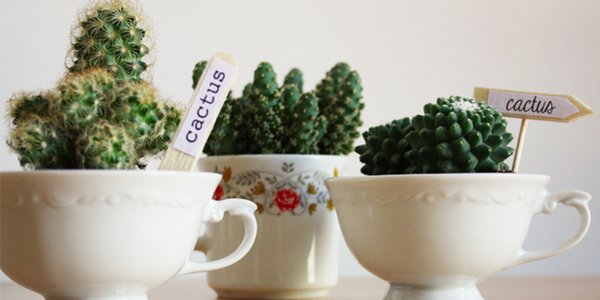 cactus piante grasse