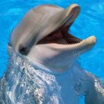 delfini comunicazione