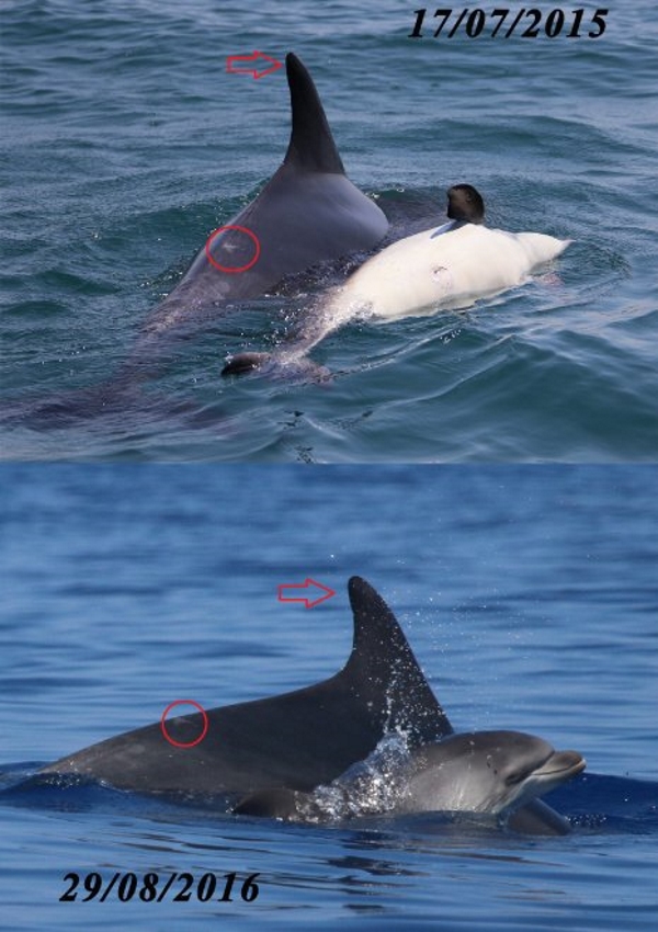 delfino cornelia