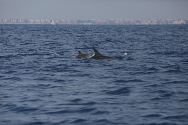 delfino cornelia2