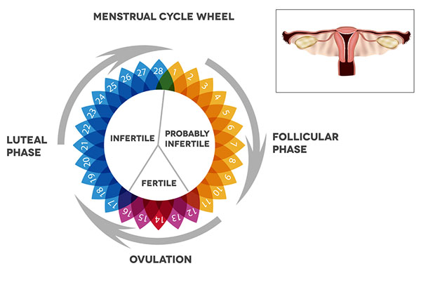 giorni fertili ciclo