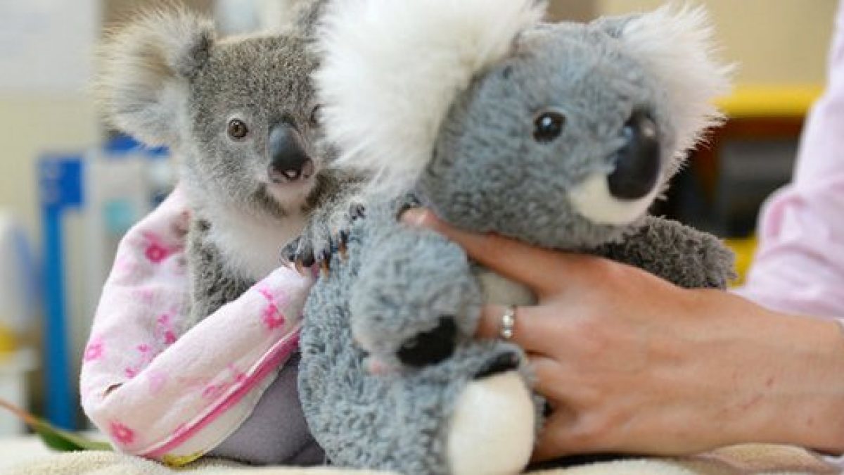 peluche koala piccolo