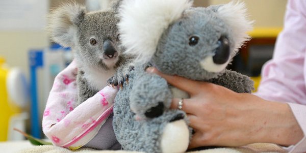 cucciolo koala