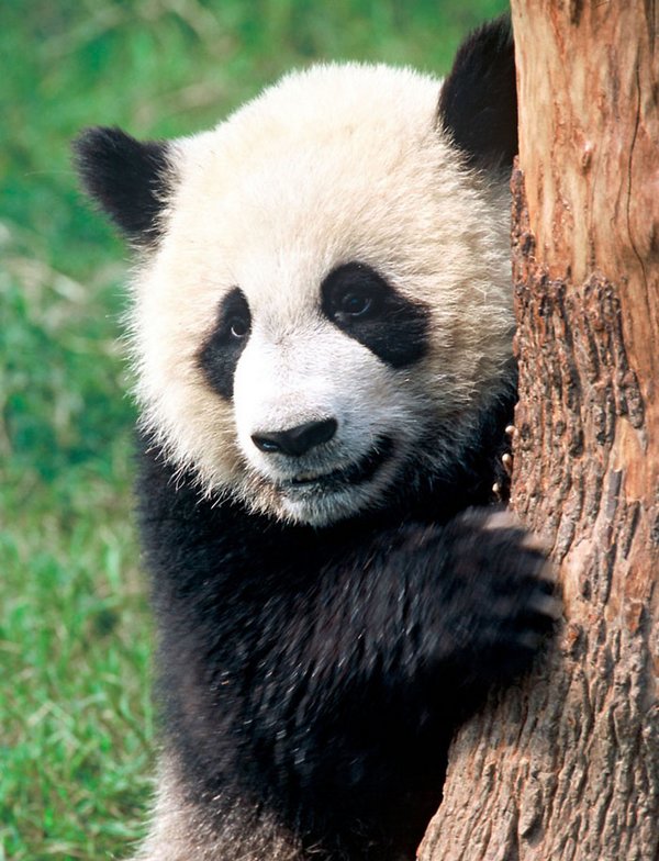panda gigante 2