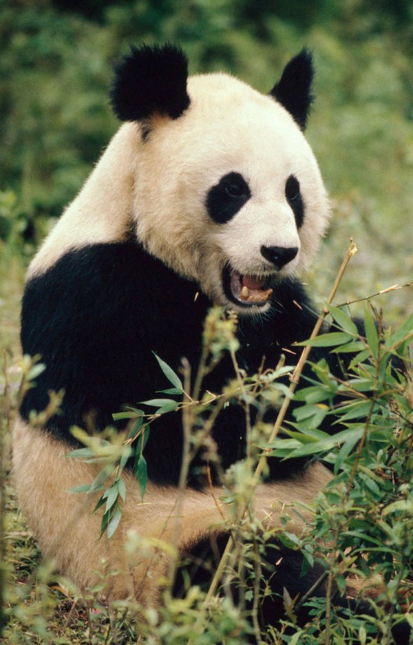 panda gigante 3