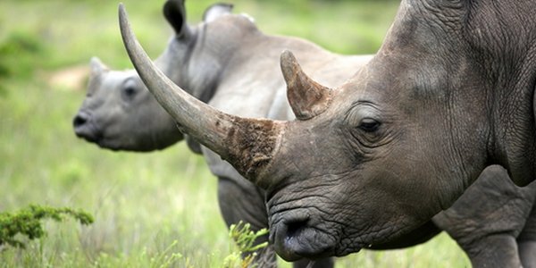 rinoceronte estinzione