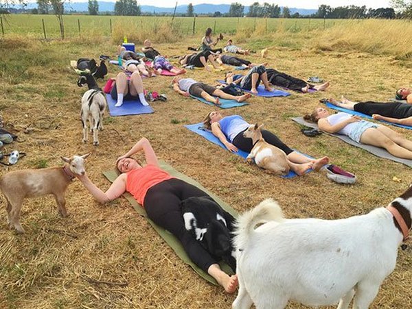 yoga capre 1
