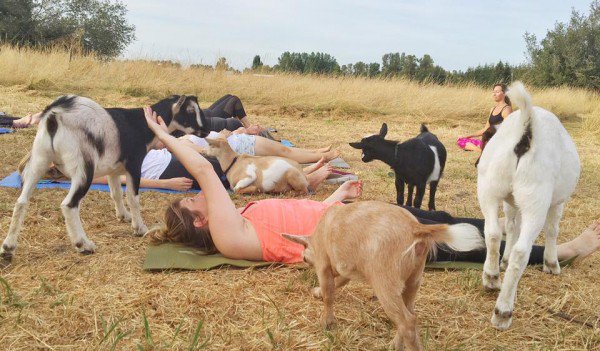 yoga capre 2