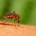 zika-zanzare-cose-da-sapere