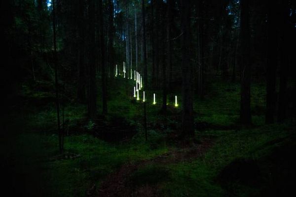 foresta norvegese 2