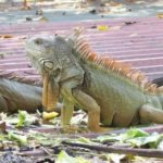 iguana messico