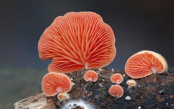funghi 5