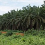 olio palma sostenibile unep
