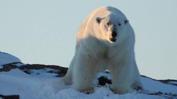 orsi polari stazione ricerca