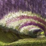 wisteria tunnel