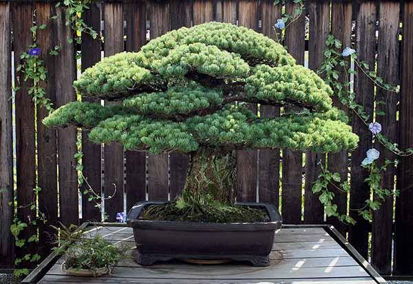 bonsai hiroshima