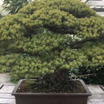bonsai-hiroshima