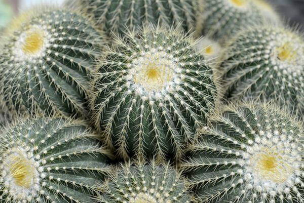cuscino suocera cactus