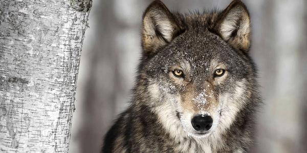 lupi caccia norvegia