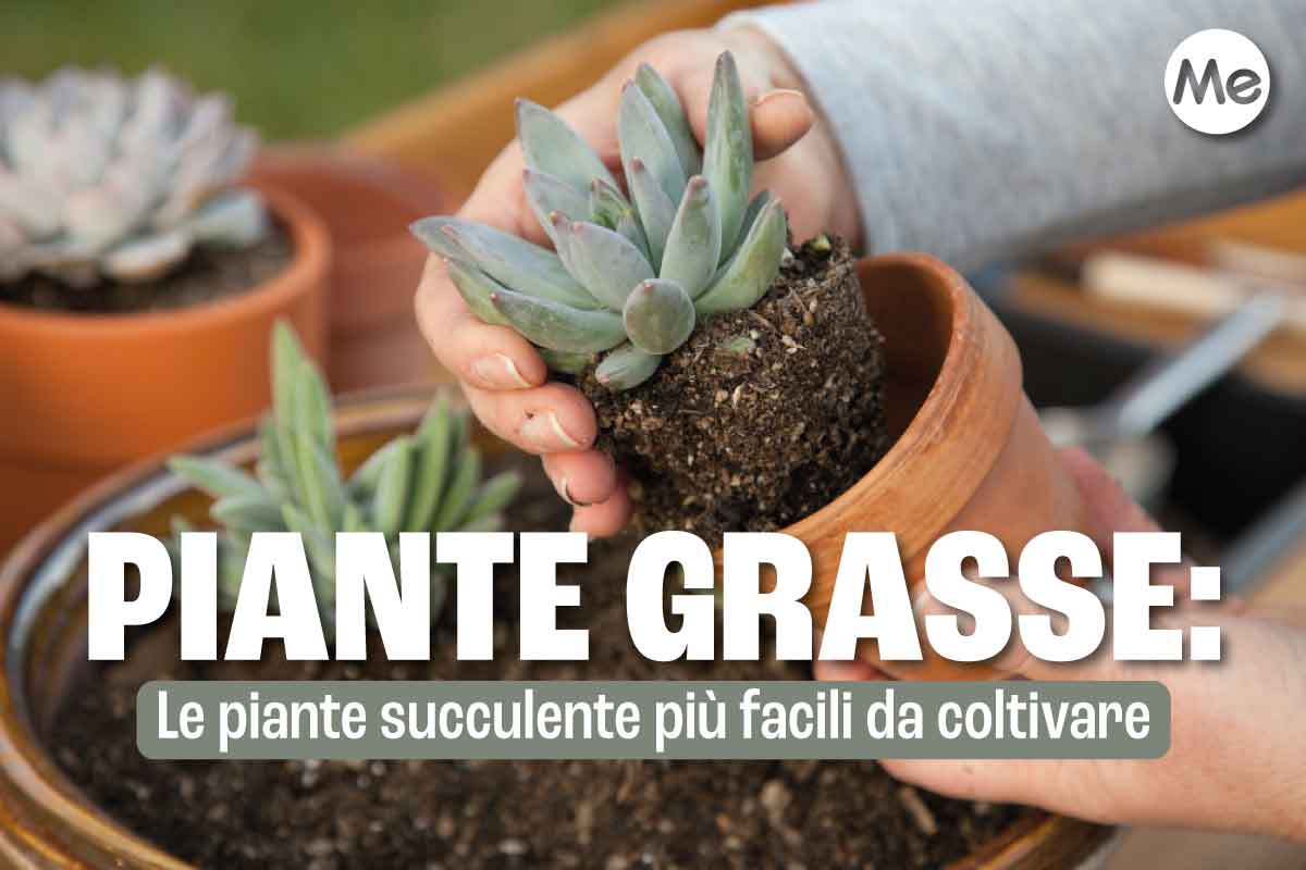 piante succulente
