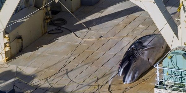 caccia balene