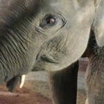 elefanti tailandia