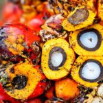 olio di palma indonesia