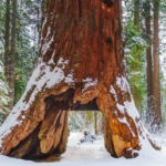 sequoia pioneer cabin tree