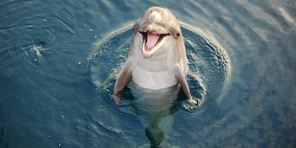 delfino Arno