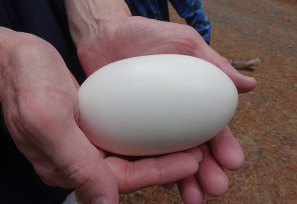 uovo di Kiwi