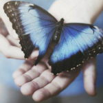 leggenda farfalla azzurra
