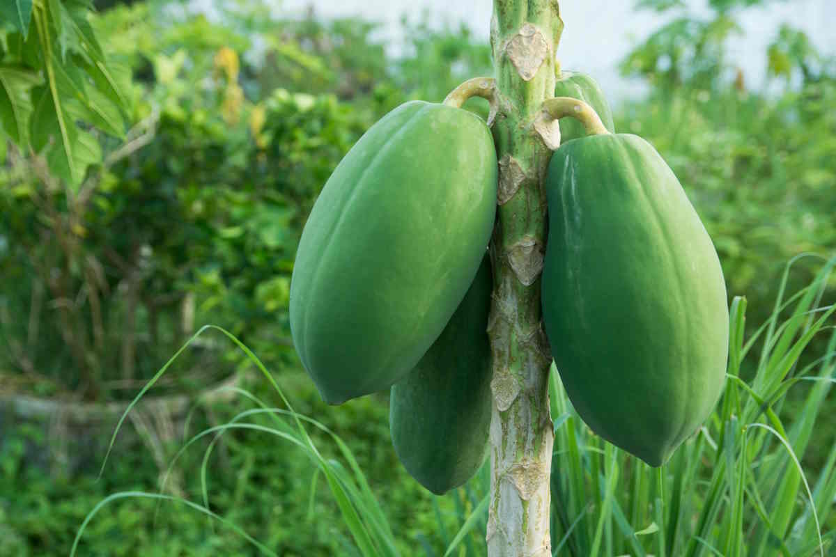 papaya pianta