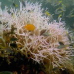 grande barriera corallina