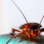 scarafaggi rimedi naturali