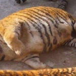 tigri obese