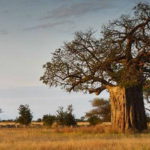 baobab albero