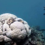 barriera corallina