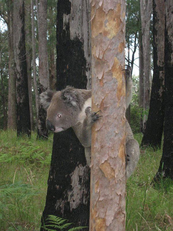 koala alberi 3