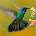 leggenda-maya-colibri