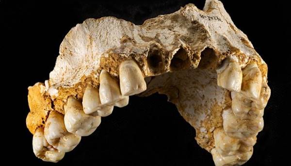 uomo neanderthal denti