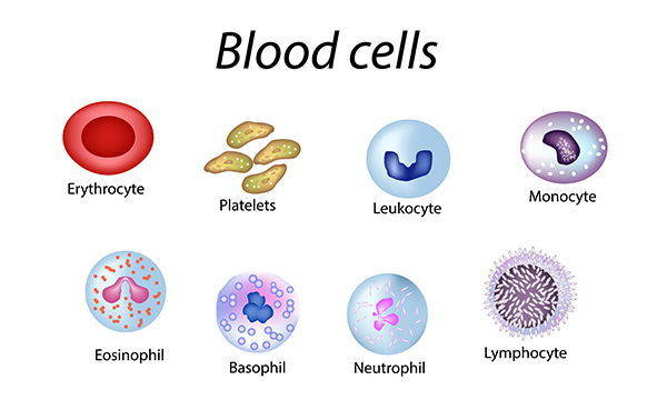 cellule sangue