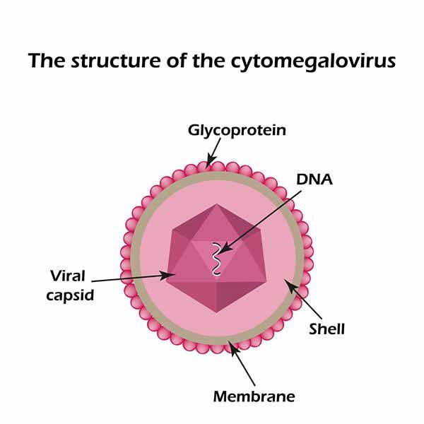 citomegalovirus struttura