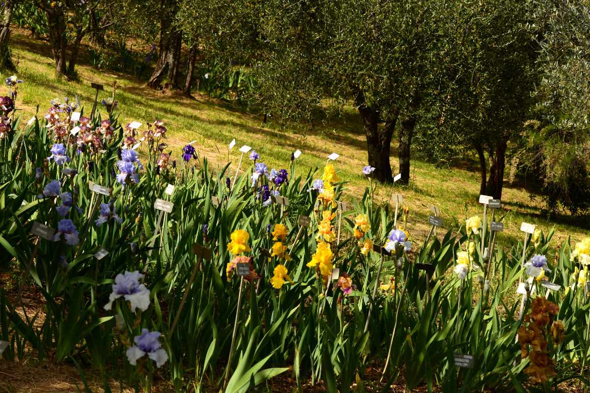 giardino iris firenze 